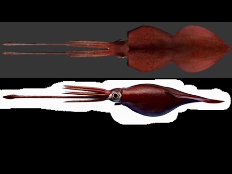 Colossal squid vs tiger shark and great hammerhead shark @corinakoesliono6843