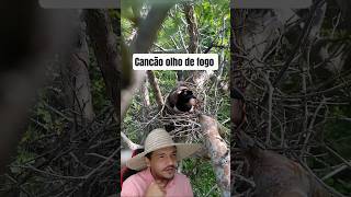 Cancão olho de fogo #shorts