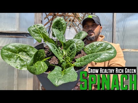 Tips For Growing Spinach🌱 ( These 2 Fertilizer mix works The Best ) #garden #gardening