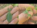 The Leaf That Suddenly Comes To Life