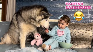 Adorable Baby & Husky Sharing RASBERRIES For The First Time!😂