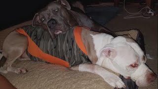 Owner of Pet Dogs Shot by Minneapolis Cop: &#39;I Would Rather You Had Shot Me&#39;