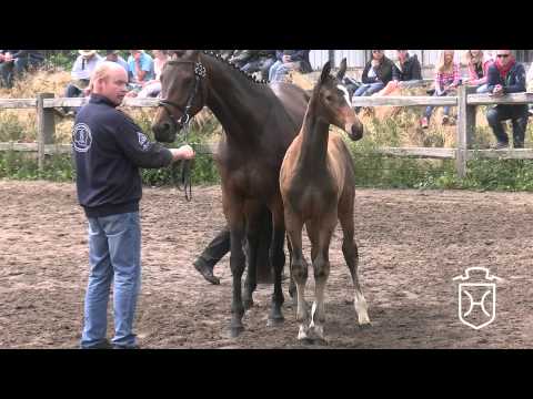 NF233 Stutfohlen von Livello   Talkative xx   Lorentin I Apple Geräte HD Höchste Qualität