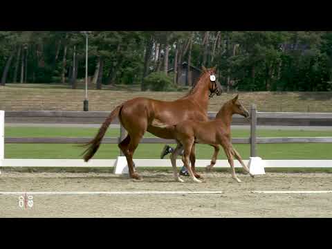 Stutfohlen von Bonds x Vitalis vom 03.05.2021