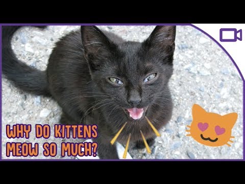 Why Do Kittens Meow So Much? - Cat Facts!