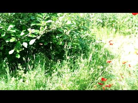 Naturgarten im Juni 2019-2