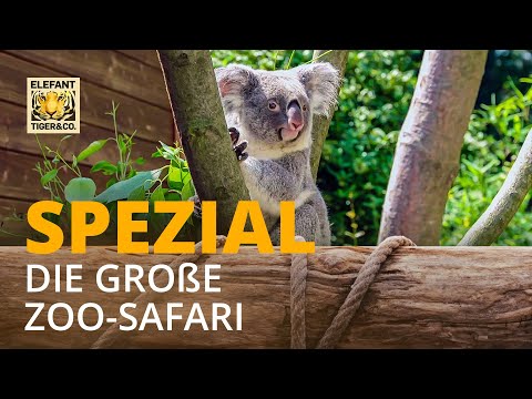 Elefant, Tiger & Co. - Spezial: Die große Zoo-Safari | Elefant, Tiger & Co. | MDR