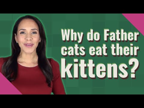 Why do Father cats eat their kittens?