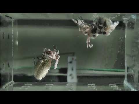 海中拳擊手的私生活–油彩蠟膜蝦的生殖週期影像紀錄 影4 孵化