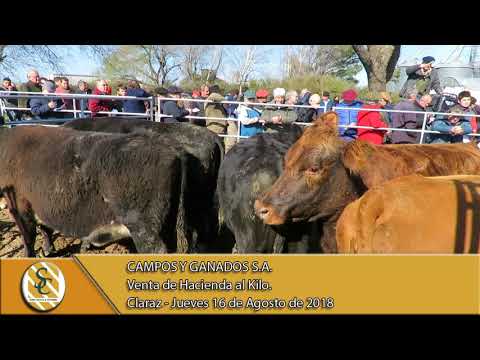 16-08-18 Venta de Hacienda al Kilo - Campos y Ganados S.A. - Claraz.