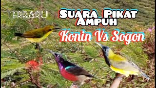 Download lagu Suara Pikat Konin Ribut  Vs Sogon Dijamin Ampuh mp3