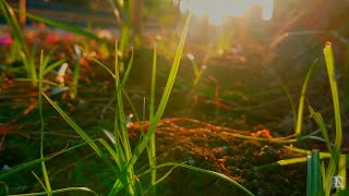 Download lagu STORY WA ESTETIK 30 DETIK | CINEMATIC SUNSET AESTHETIC | MENTAHAN VIDEO AESTHETIC mp3