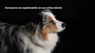 Puratos PRO PLAN® Suplementos Multivitamins+ Perro anuncio