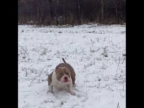 ⚜️HERMES ⚜️THE GOD AmericanBully fight Pocket Paris ( France)