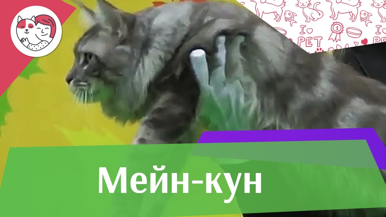 Мейн кун Интеллект на ilikepet