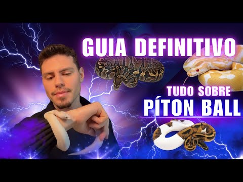 GUIA GERAL: Tudo o que você precisa saber sobre a piton ball