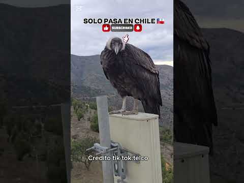 SOLO PASA EN CHILE 🇨🇱 ¡Mira de cerca al cóndor andino! El ave más imponente de Chile 🇨🇱🦅 #parati