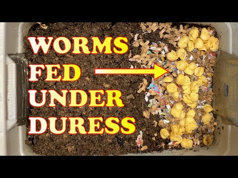 600 Red Wigglers Fed This Against My Better Judgement! + Worm Chow Update | Vermicompost Worm Farm