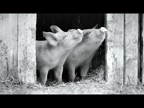 Trailer-Vorschau: Gunda