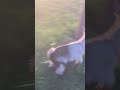 The Babies First Time Running In The Yard It S Safe To Say They Loved It S Babygoats