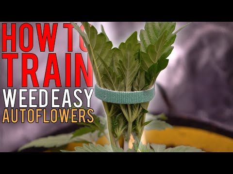HOW TO GROW WEED EASILY (AUTOFLOWERS)... JUST ADD WATER! DETAILED TRAINING GUIDE FOR BEGINNERS EP2