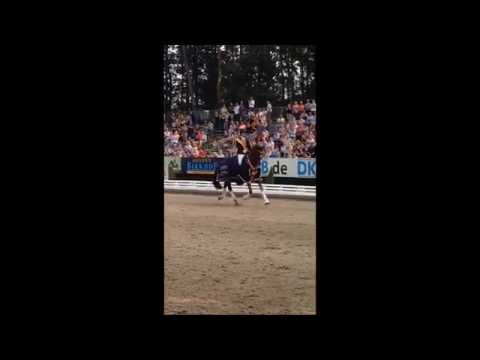 Bundeschampion SIR HEINRICH OLD auf der Ehrenrunde