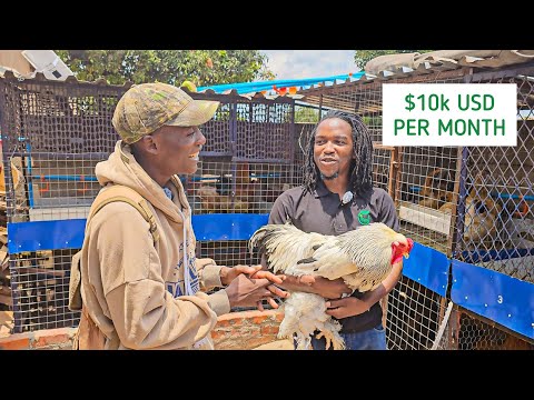 How this Poultry Farmer is making thousands of money in Zimbabwe