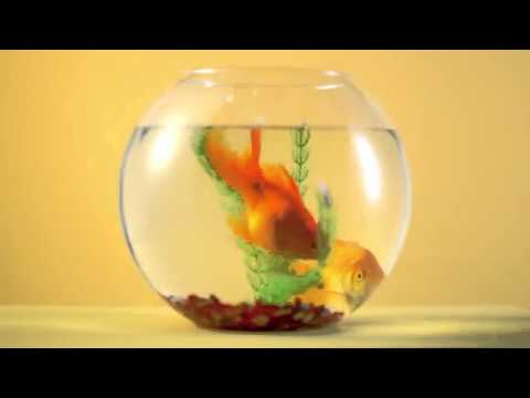 Berksan ft Hande Yener Haberi Var Mı Klip