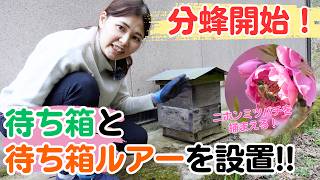 分蜂開始！ニホンミツバチ捕獲のため待ち箱と待ち箱ルアーを設置してきました！