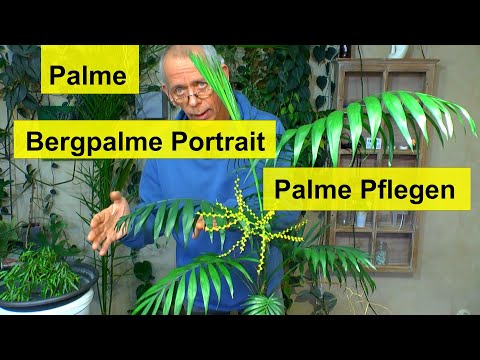 Bergpalme Portrait. Diese Palme ist als Zimmerpflanze sehr pflegeleicht Wie versorge ich diese Palme