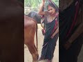 Cow Buffalo Cattle Farming Villagelife