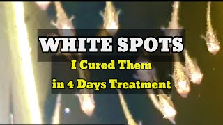 How Do I Cure The Fry From White Spots Disease | 4 Days Treatment