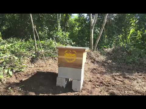 Fortaleciendo a grupo de apicultores en El Cedrón, La Libertad, Petén 🐝🌳