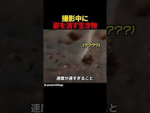 撮影中に姿を消す生き物
