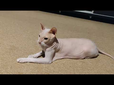 Cat listening to jazz - Donde Hay Amor - Yilian Cañizares