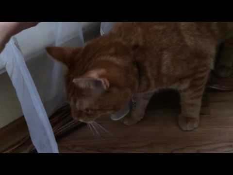 Трейлеры Руди