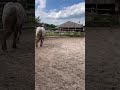 Gelding Comtois For sale 2022 Other color