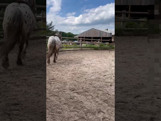 Gelding Comtois For sale 2022 Other color