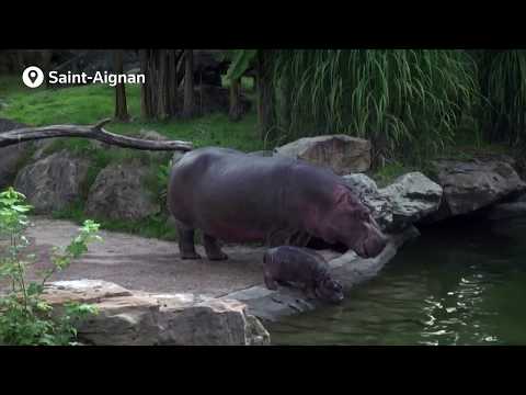 Baby hippo's first dive in a deep pool || Reuters || Update News || Intelligence Park