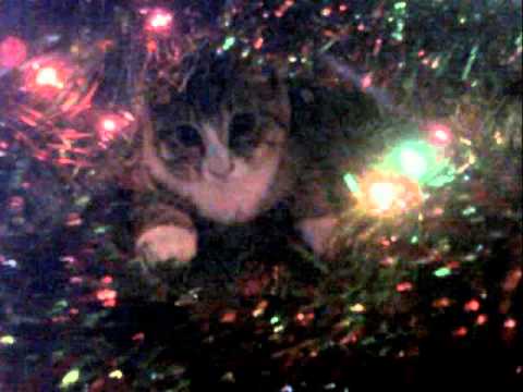 RIP LIttle Baby Ollie