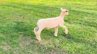 RW Club Lambs ET Tag 2611
