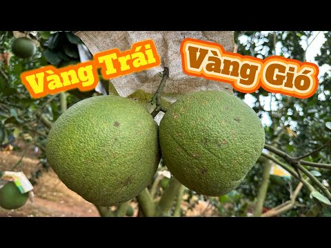 Vàng Trái - Vàng Gió bưởi da xanh. Phân tích nguyên nhân và cách làm xanh trái, bóng trái