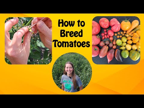 How to Breed Tomatoes Step-by-Step