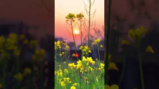 Download lagu Nature video status | tere liye veer zaara instrumental | Nature whatsapp status | cinematic #shots mp3 Download lagu Nature video status | tere liye veer zaara instrumental | Nature whatsapp status | cinematic #shots mp3