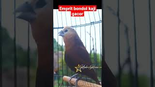 Download lagu burung emprit bondol kaji gacor mp3 Download lagu burung emprit bondol kaji gacor mp3