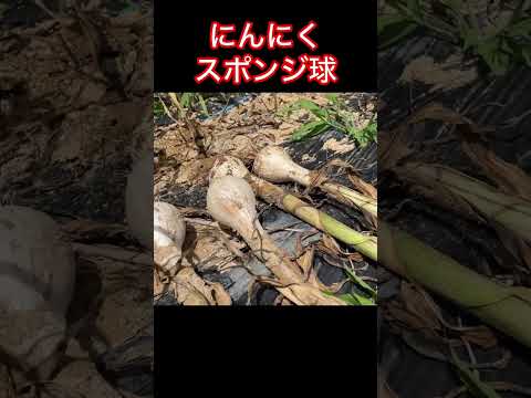 ニンニクが好きな木はどれですか?なぜ特に彼らの足元に植えるのでしょうか？  庭園
