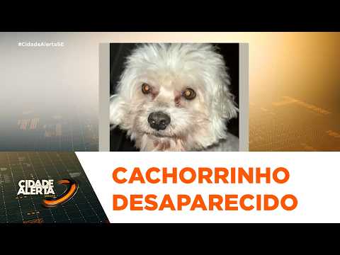 Cachorrinho chamado Duck desaparece no povoado Angelim, em Santo Amaro das Brotas - Cidade Alerta