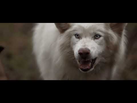 ŁYSY D.S.K. - IDĄ WILKI #BRNKB1 (Oficjalne Video MushUp by Grzybek Studio)