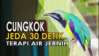 Download lagu Tembakan Cucak Cungkok JEDA TERAPI AIR || Untuk Masteran Murai Batu Cucak Ijo Kacer Cendet Konin mp3 Download lagu Tembakan Cucak Cungkok JEDA TERAPI AIR || Untuk Masteran Murai Batu Cucak Ijo Kacer Cendet Konin mp3