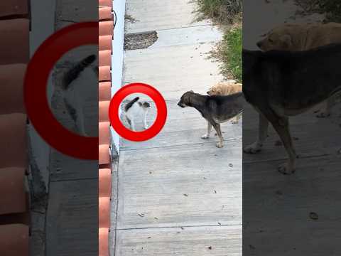 Gato se enfrenta a dos perros #vs #perros #gatos #animales